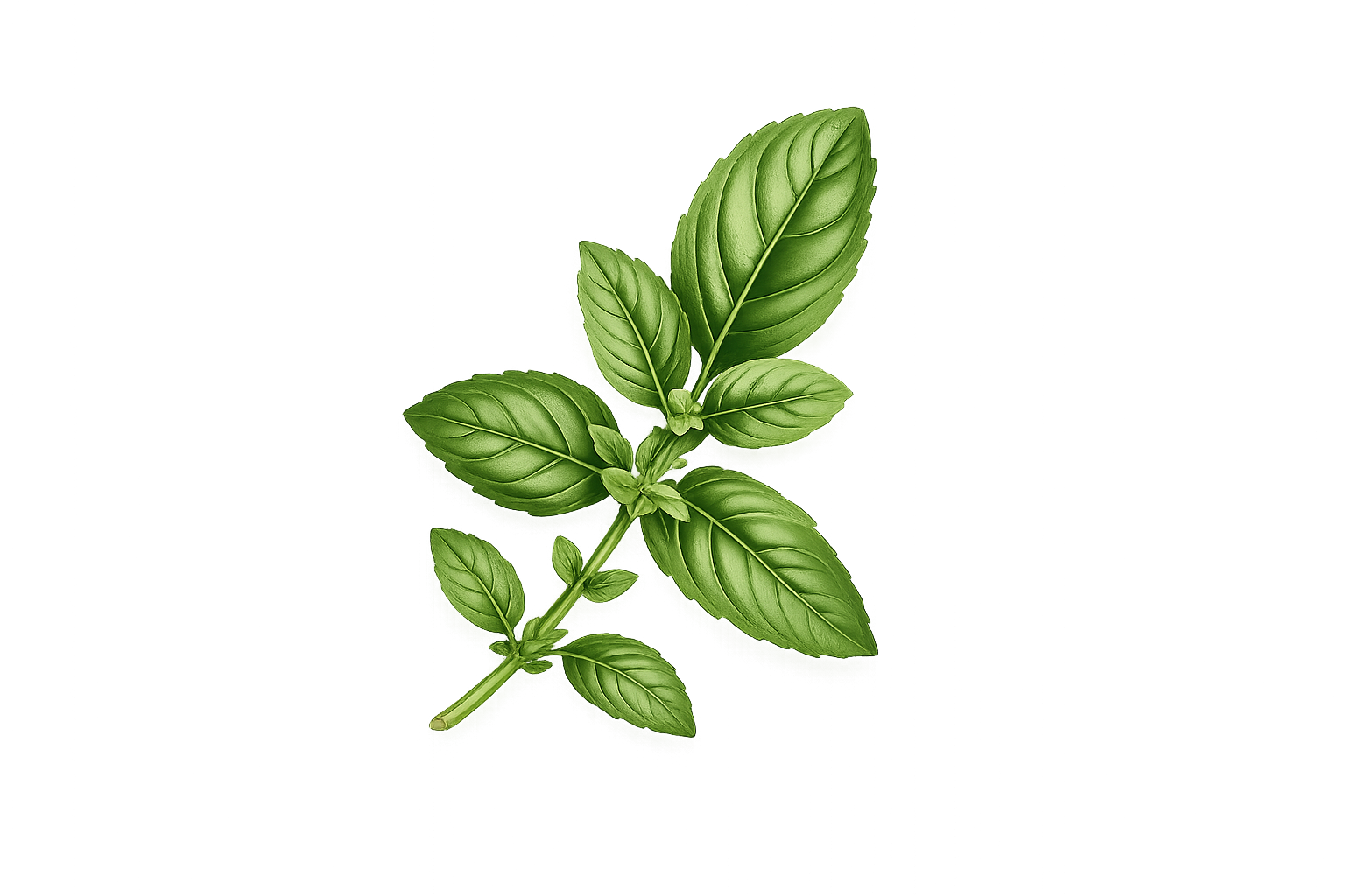 Decorative Leaf